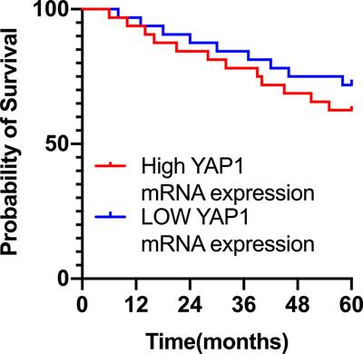 Ultrasound-Mediated Microbubble Destruction Inhibits Skin Melanoma Growth by Affecting YAP1 Translation Using Ribosome Imprinting Sequencing